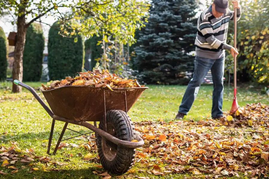 Yard Cleanup